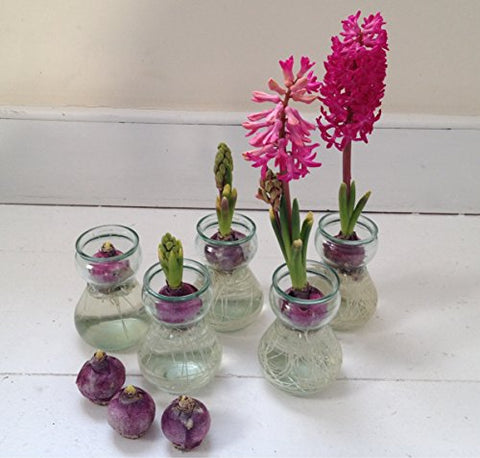 Hyacinth Growing Kit, Great gift! Fragrant bulb, Vase (Pink)